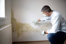 Why You Should Choose Our Mold Remediation Services in Campti, LA